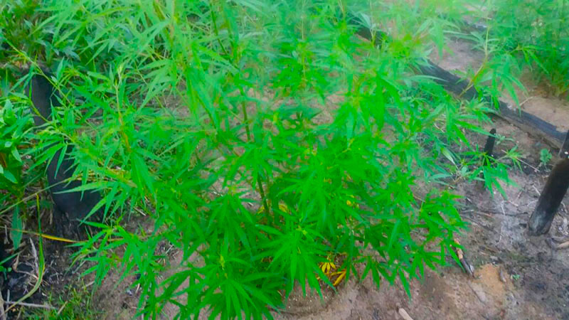 
        
            PM descobre plantação de maconha no município de Rurópolis
        
    
