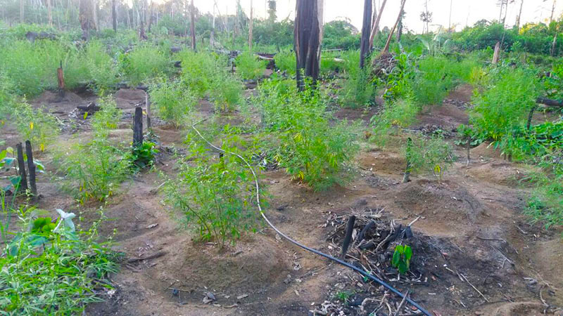 
        
            PM descobre plantação de maconha no município de Rurópolis
        
    