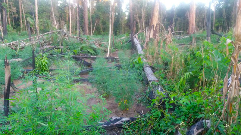 
        
            PM descobre plantação de maconha no município de Rurópolis
        
    