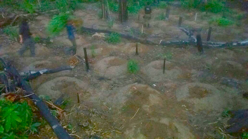 
        
            PM descobre plantação de maconha no município de Rurópolis
        
    