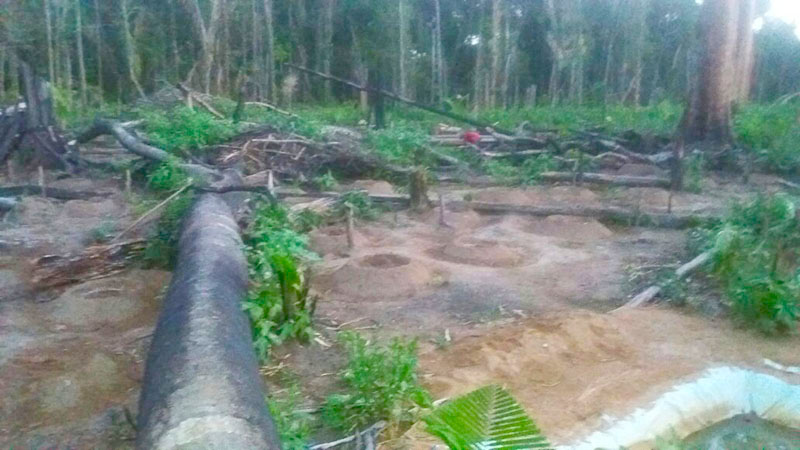 
        
            PM descobre plantação de maconha no município de Rurópolis
        
    