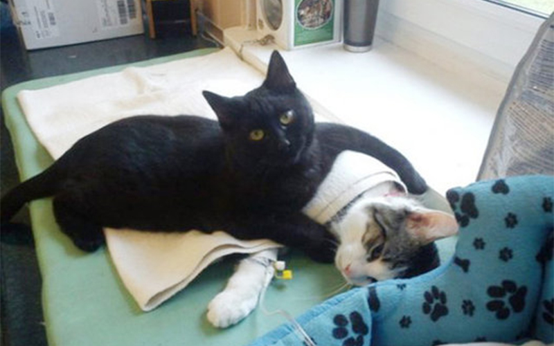 
        
            Em meio a cachorros, gatos e outros animais que acabaram de passar por uma cirurgia, passeia pela in
        
    