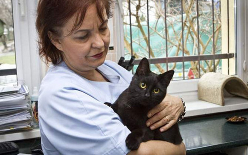 
        
            Em meio a cachorros, gatos e outros animais que acabaram de passar por uma cirurgia, passeia pela in
        
    