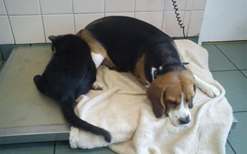 
        
            Em meio a cachorros, gatos e outros animais que acabaram de passar por uma cirurgia, passeia pela in
        
    