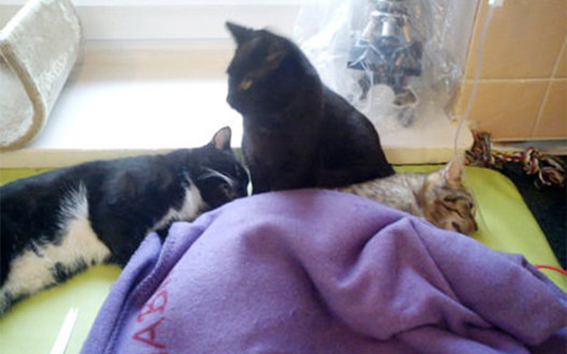 
        
            Em meio a cachorros, gatos e outros animais que acabaram de passar por uma cirurgia, passeia pela in
        
    