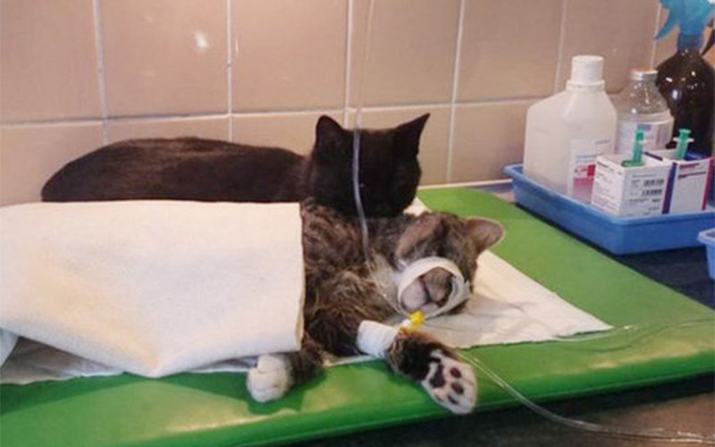 
        
            Em meio a cachorros, gatos e outros animais que acabaram de passar por uma cirurgia, passeia pela in
        
    