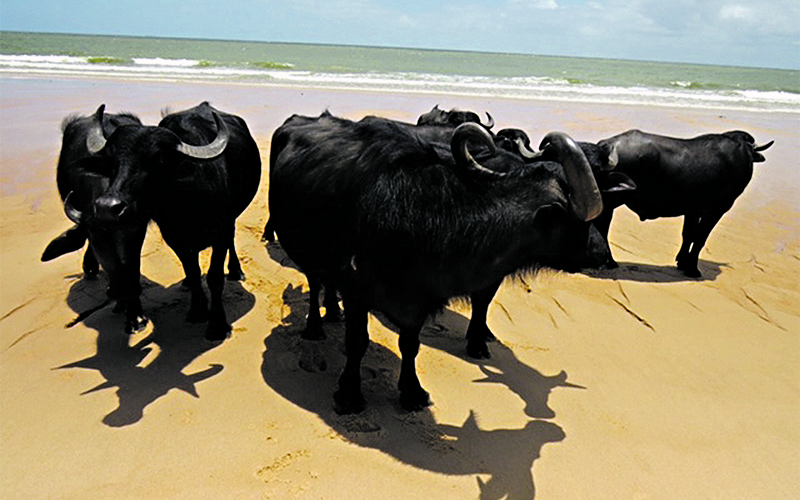 
        
            Veja imagens da exposição de Américo Leal
        
    