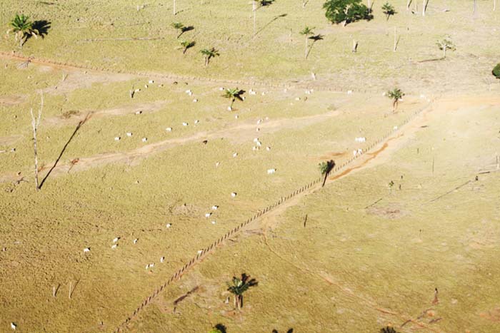 
        
            Norte Energia reponde a imagens de ONG
        
    