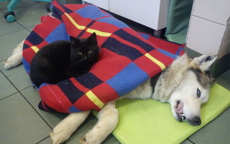 
        
            Em meio a cachorros, gatos e outros animais que acabaram de passar por uma cirurgia, passeia pela in
        
    