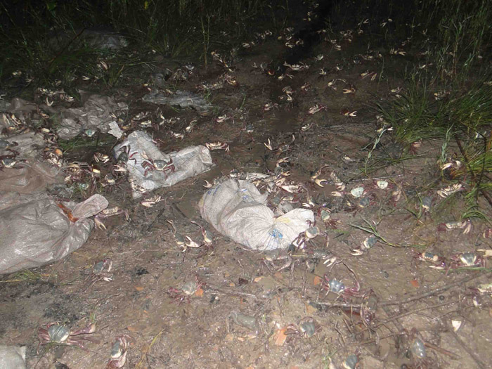 
        
            Operação apreende mais de 30 mil caranguejos
        
    