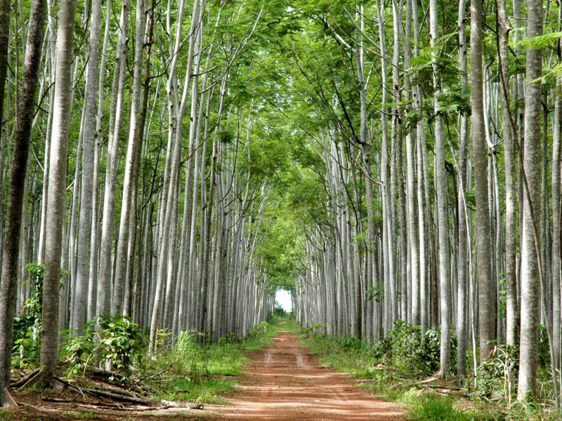 
        
            Município Verde completa meio século de existência
        
    