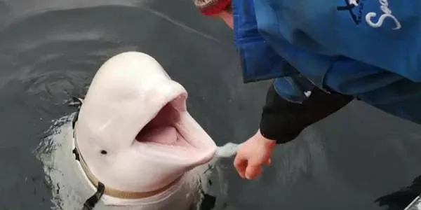   Baleia beluga pode ser espiã russa, suspeitam cientistas (Foto: Divulgação)