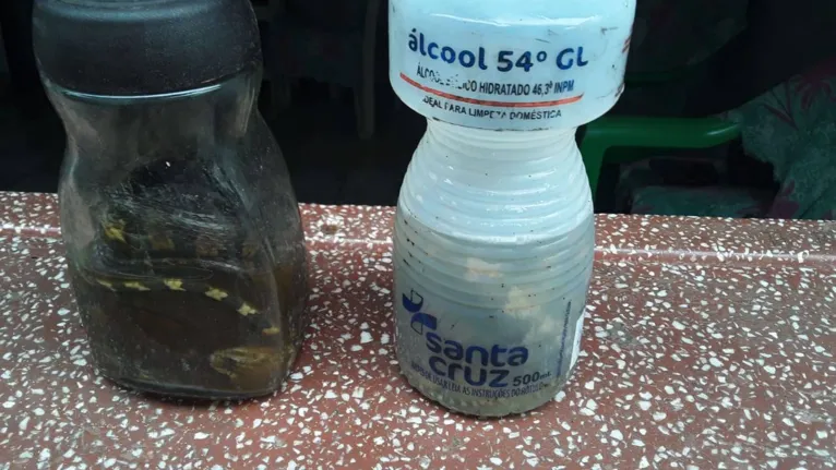 Moradores encontram cobra em rua constantemente alagada em Icoaraci