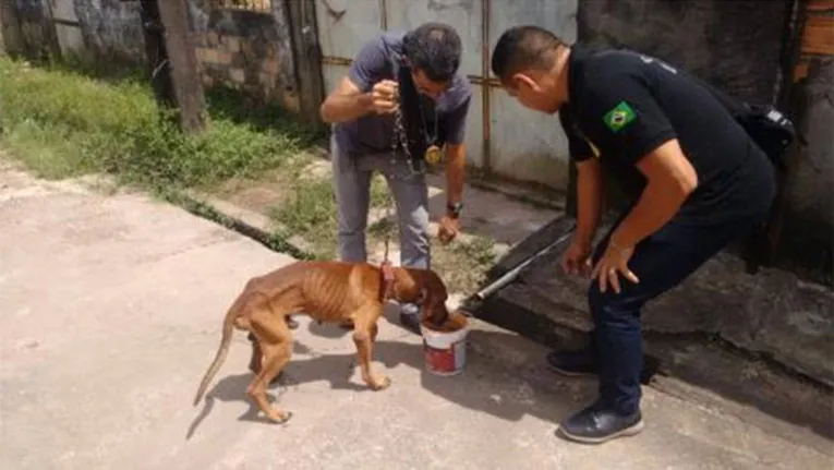 Cachorro abandonado após separação de casal é resgatado