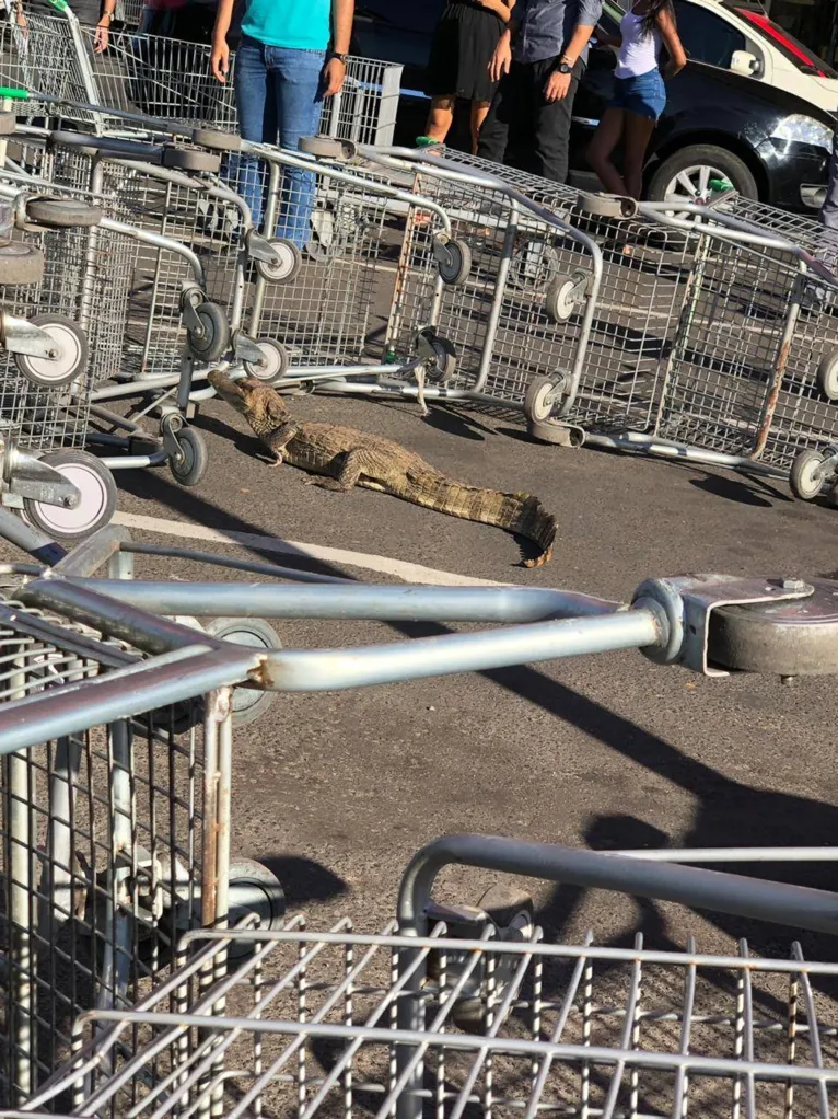 Clientes e funcionários da loja ficaram assustados com a presença do animal.