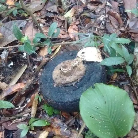 Destroços de avião que caiu no Pará são achados 40 anos depois