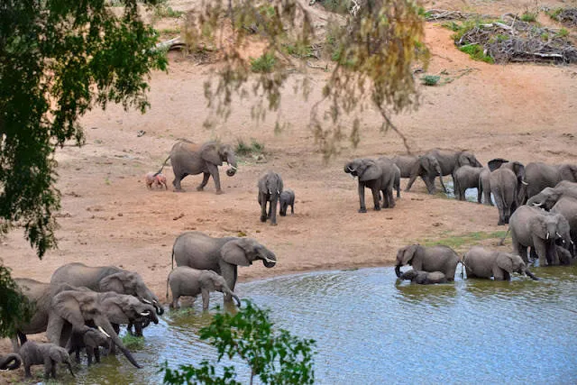 Elefante cor de rosa é flagrado em parque na África