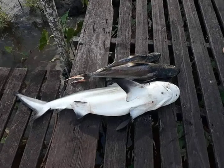 O animal veio do alto mar e achou um local ideal para sobreviver visto a grande quantidade de peixes. 