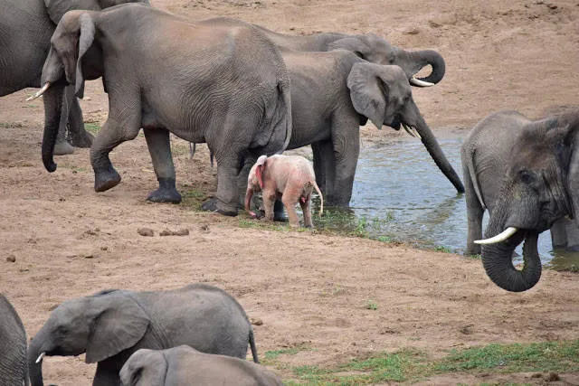 Elefante cor de rosa é flagrado em parque na África