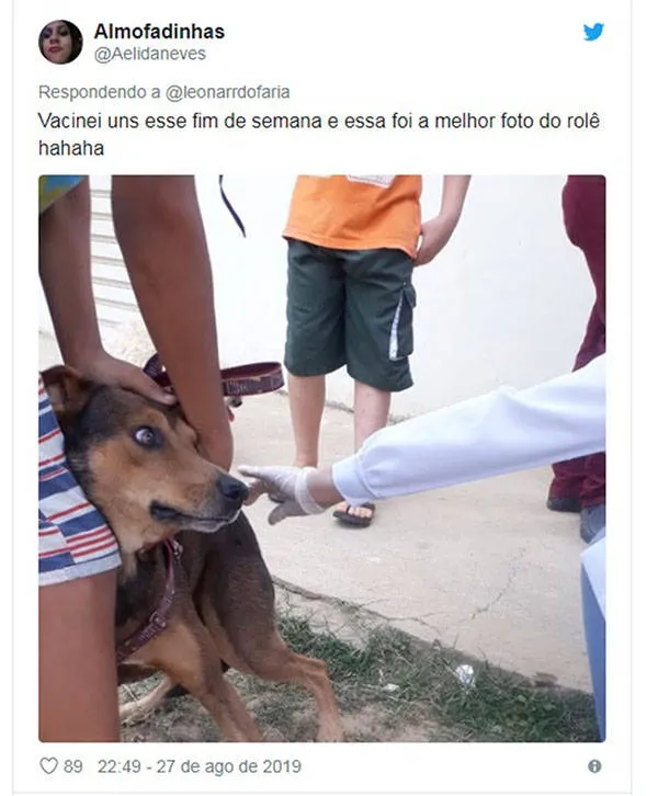 Você não vai pro inferno por rir das fotos de pets tomando vacina