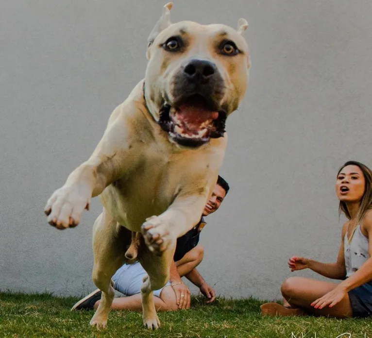 Cão de casal não se comporta durante ensaio fotográfico e resultado é hilário. Veja as fotos!