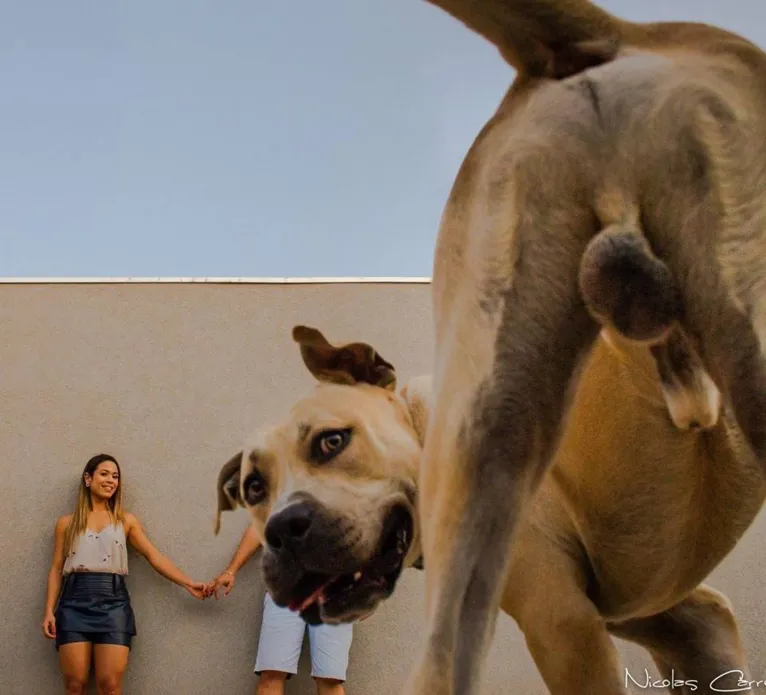 Cão de casal não se comporta durante ensaio fotográfico e resultado é hilário. Veja as fotos!