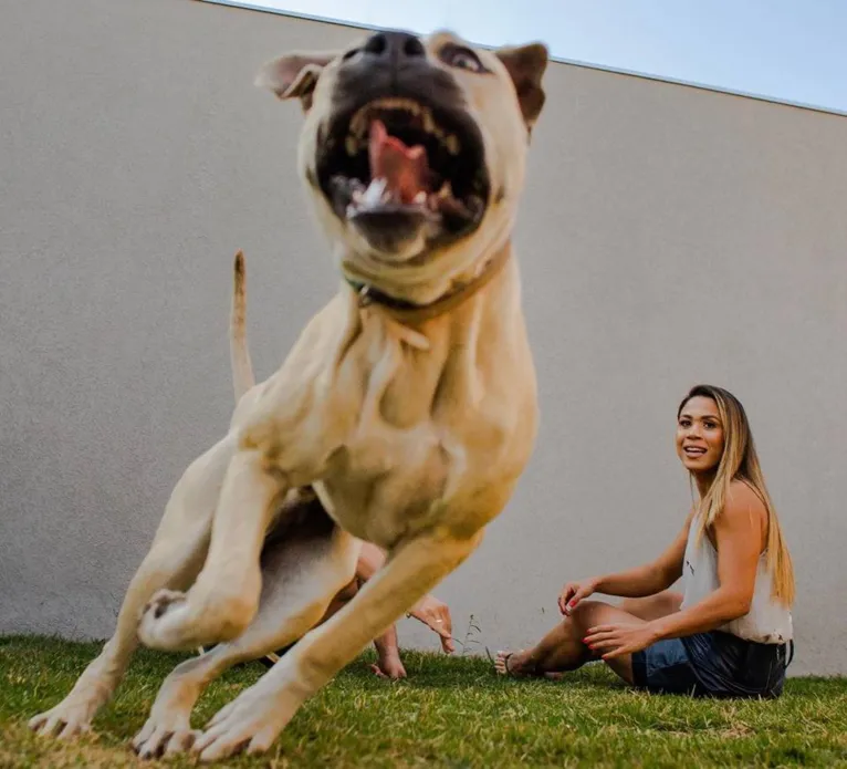 Cão de casal não se comporta durante ensaio fotográfico e resultado é hilário. Veja as fotos!