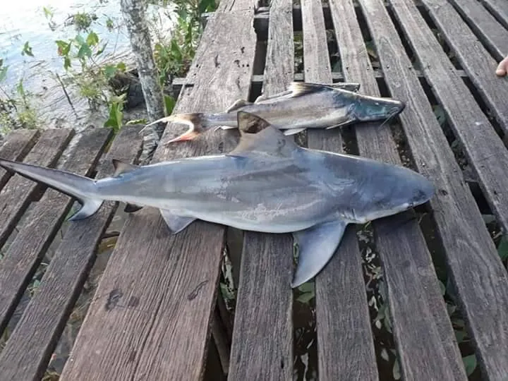 O tubarão-cabeça-chata que pode medir até 3 metros e meio e pesar 130kg.