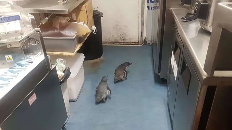 Casal invadiu restaurante e tentou fugir