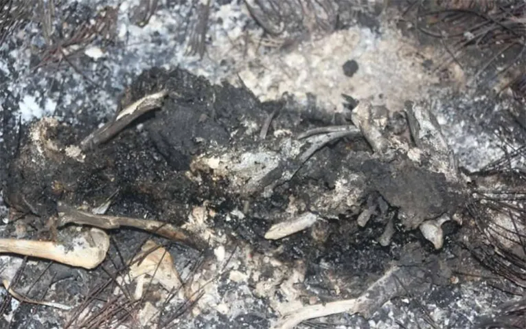 Abrigo do terror: animais morrem de fome e até queimados no Pará