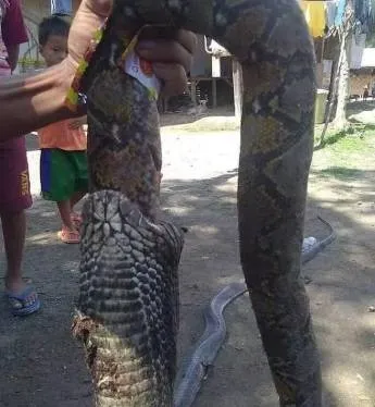 Moradores matam cobra enorme que estava engolindo outra cobra