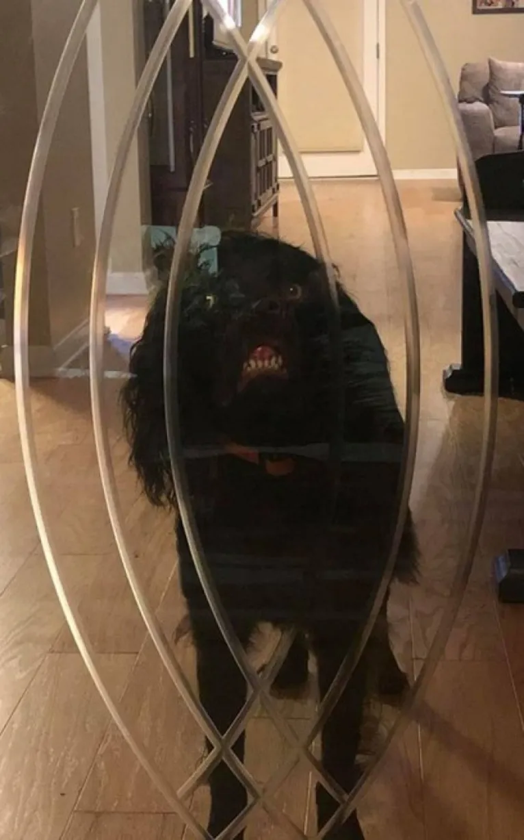 'Cachorro do demônio' viraliza na web