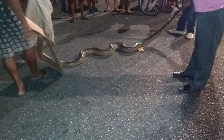 Cobra Sucuri é encontrada em bueiro de avenida em Belém