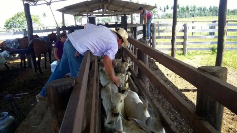 Vacinação contra a aftosa é realizada em 128 municípios do Pará