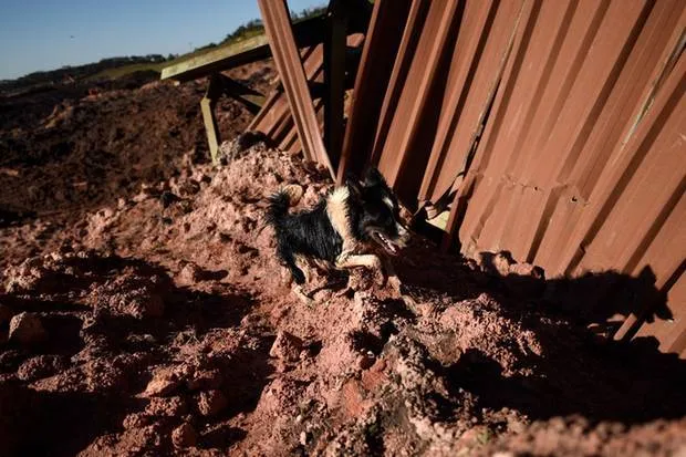 Morre Thor, responsável por encontrar vítimas das tragédias
de Brumadinho e Mariana
