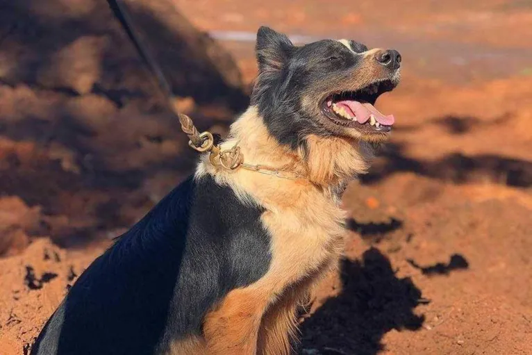 Morre Thor, responsável por encontrar vítimas das tragédias
de Brumadinho e Mariana