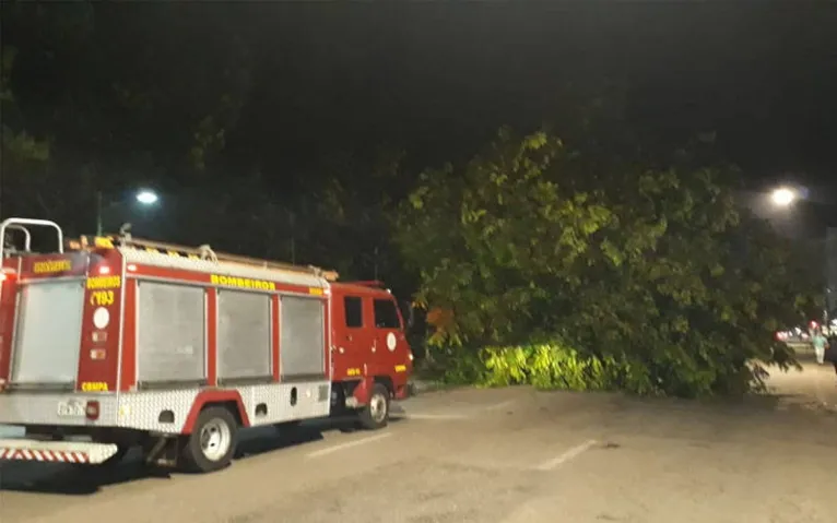 Militares do Corpo de Bombeiros foram ao local para fazer a retirada do vegetal 