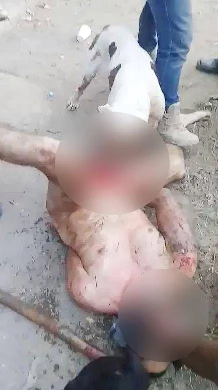 Homem acusado de estupro é "castrado" por pitbull