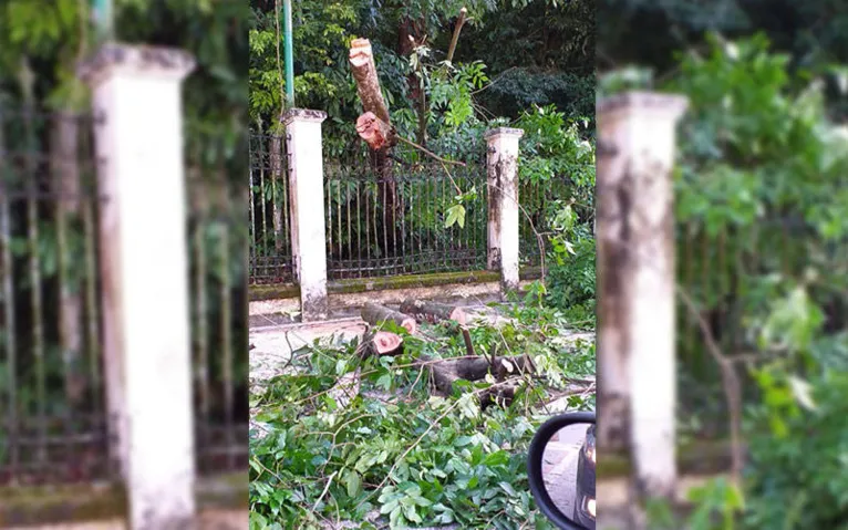 Veja o estrago que queda de árvore causou no Bosque Rodrigues Alves