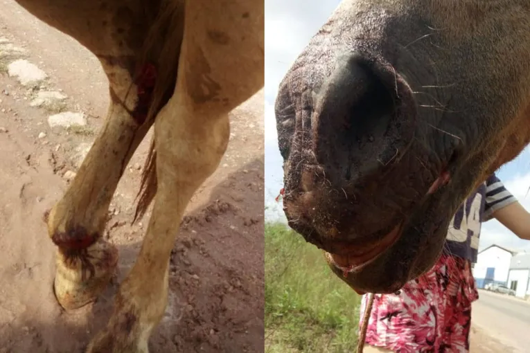 O animal foi abandonado e está com vários machucados pelo corpo