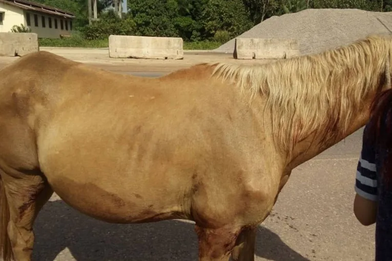 Além da denunciante, o animal recebe ajuda também de um protetor de animais