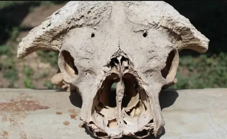 Caveira misteriosa dividiu opinião de especialistas na internet 