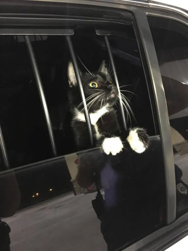 O gato sendo transportado para o abrigo e na manhã seguinte foi entregue ao dono