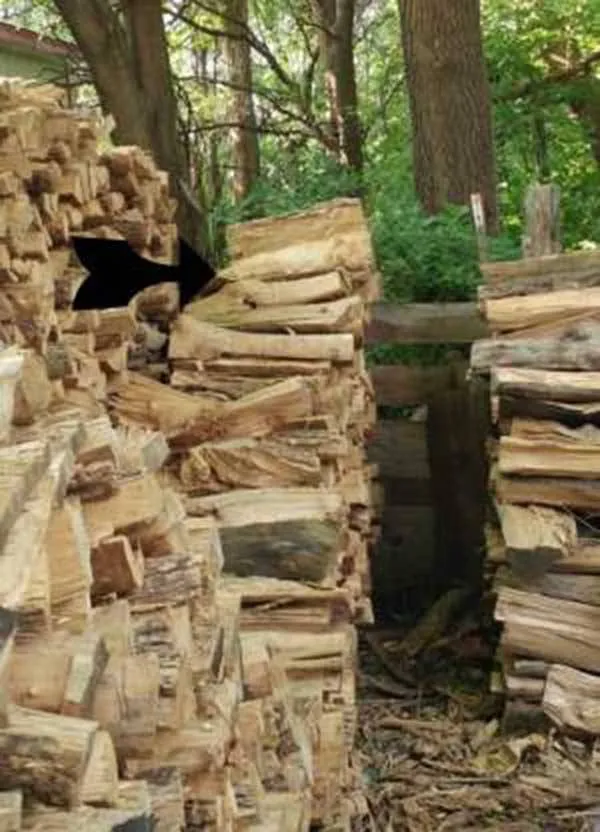Você consegue enxergar? Encontre o gato escondido entre os troncos!