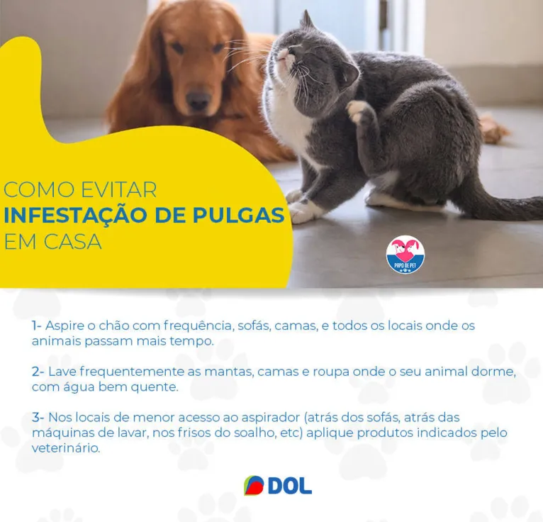 Pulgas: elimine os parasitas que podem trazer sérios problemas aos pets