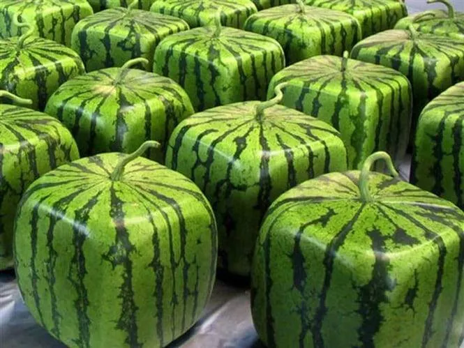 Conheça 10 invenções japonesas bizarras que você gostaria de testar