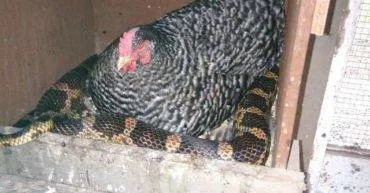 Mulher flagra galinha sentada em cobra durante vistoria ao galinheiro