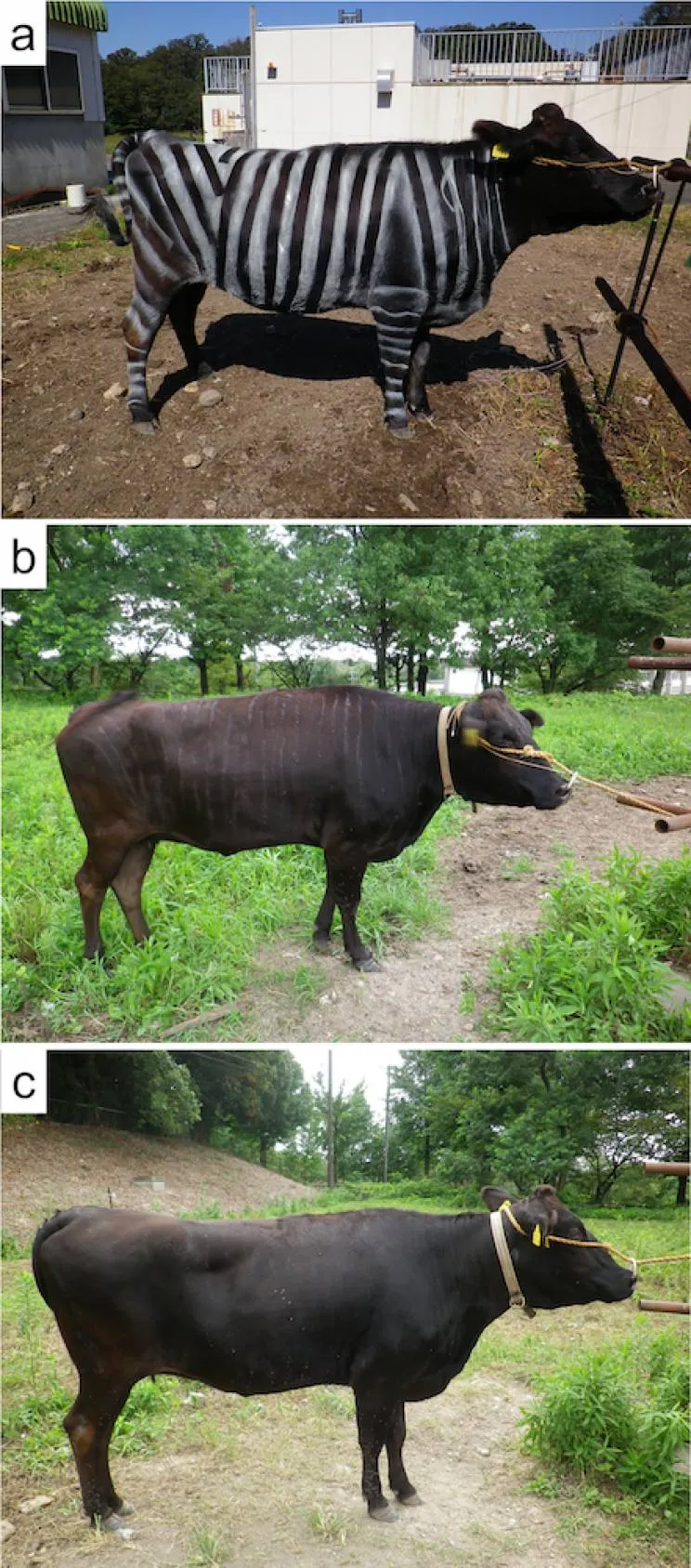 Japoneses pintam vacas com cores de zebras para confundir moscas
