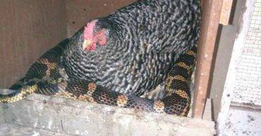 Mulher flagra galinha sentada em cobra durante vistoria ao galinheiro