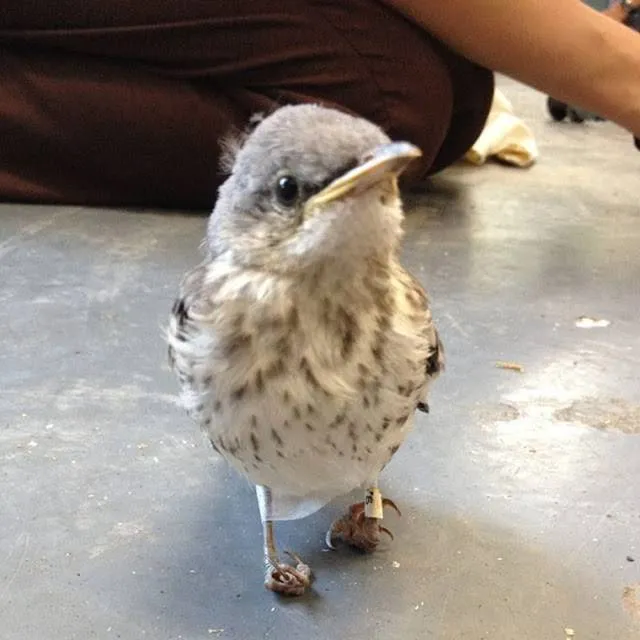 O animal apresentava uma deformidade nas patas que o impedia de passear, empoleirar e até mesmo agarrar alimentos.

